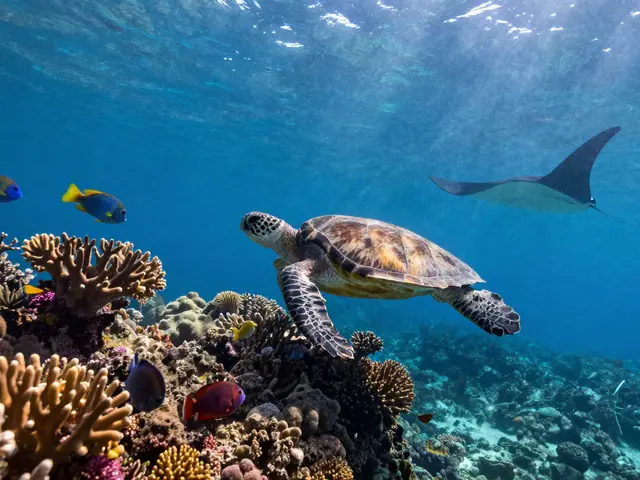 ¿Dónde es mejor bucear en México? Los mejores sitios para bucear en 2025