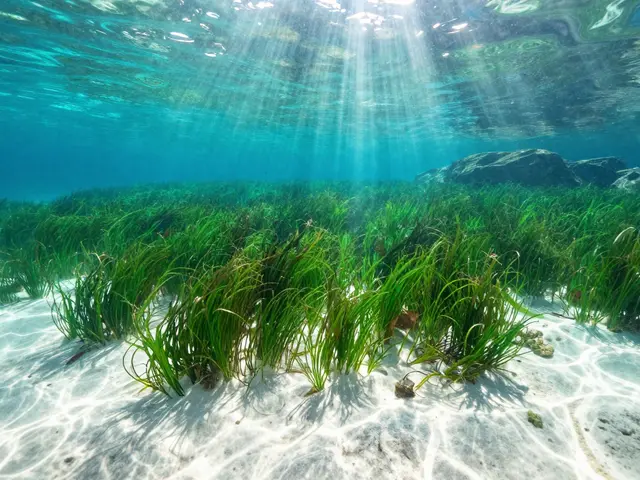 Guía completa de snorkel en la Costa Brava: mejores calas y consejos