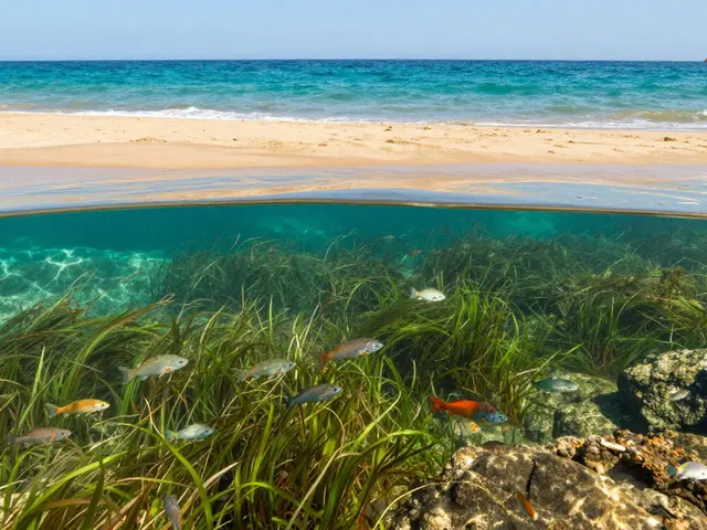 La verdad sobre la playa más bonita de la Costa Brava: Guía para buceadores